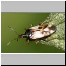 Anthocoride Anthocoris nemorum - Weichwanze 01.jpg
